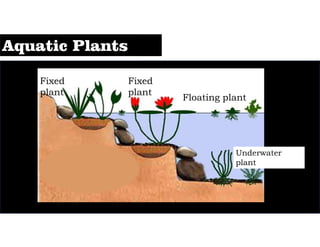 Fixed
plant
Fixed
plant
Floating plant
Underwater
plant
 