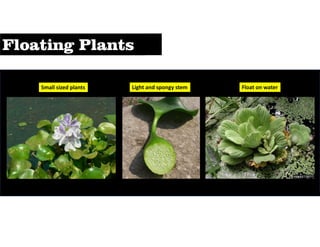 Light and spongy stem
Small sized plants Float on water
 