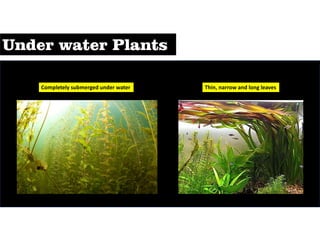 Completely submerged under water Thin, narrow and long leaves
 