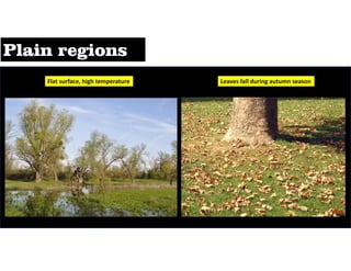 Flat surface, high temperature Leaves fall during autumn season
 