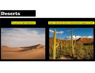 Dry and very high temperature Leaves reduced into thorns, photosynthesis happens in stem
 
