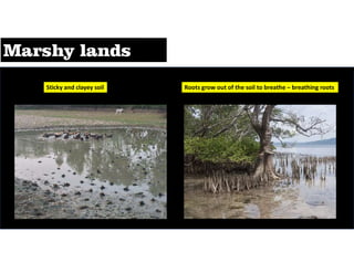 Sticky and clayey soil Roots grow out of the soil to breathe – breathing roots
 