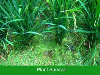Plant Survival 