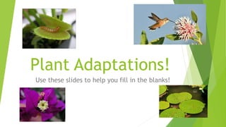 Plant Adaptations!
Use these slides to help you fill in the blanks!
 