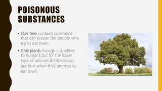To Poison Plant adaptations | PPTX