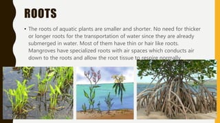 Remaining Roots Classifications Plant adaptations | PPTX
