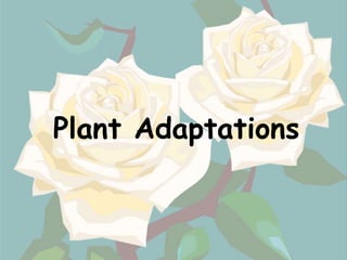 Plant Adaptations
 