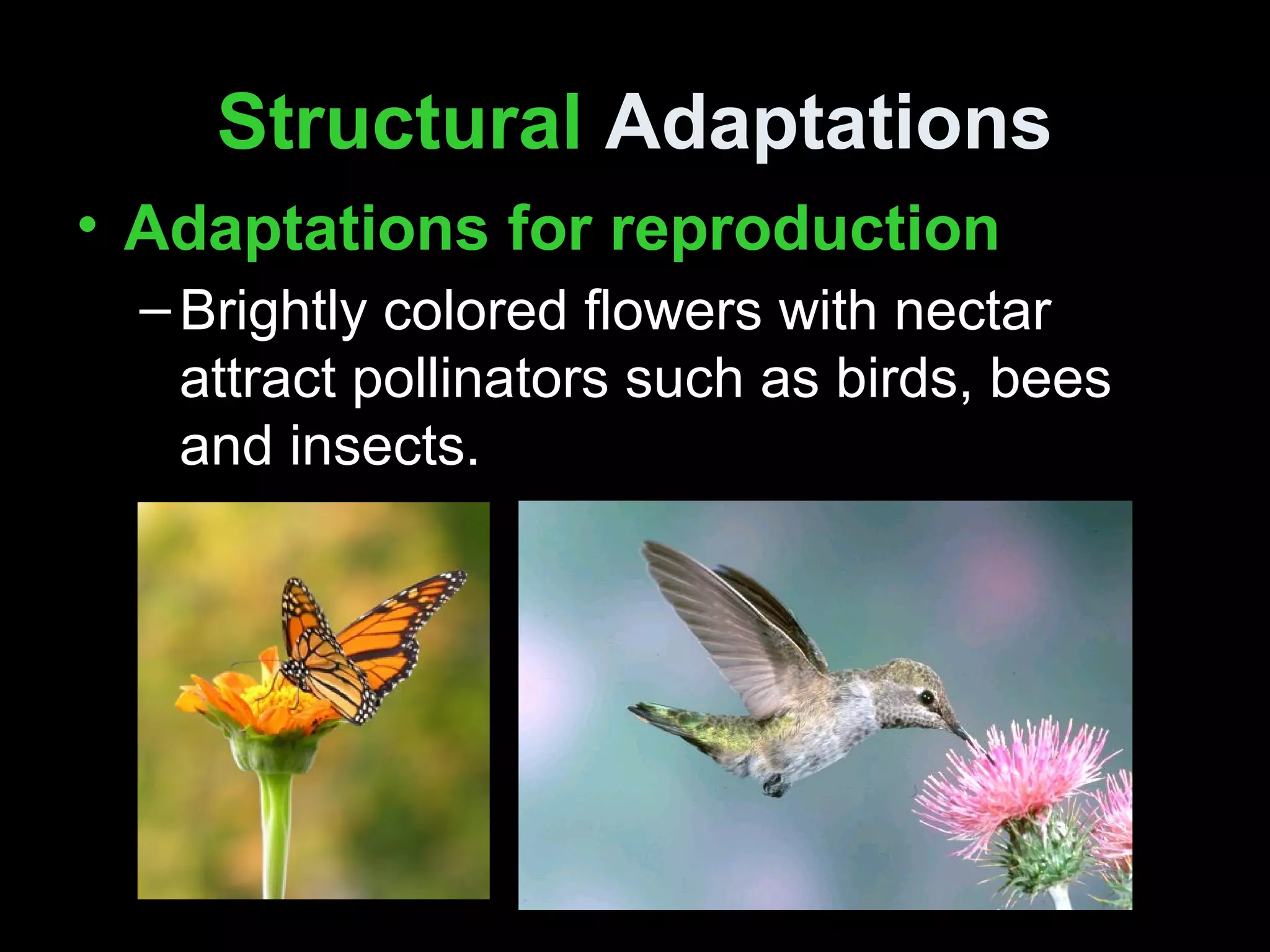 Plant adaptations | PPT