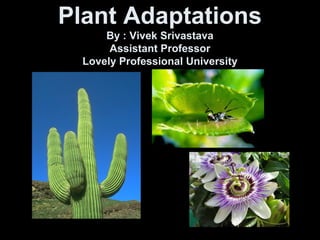 Plant Adaptations
By : Vivek Srivastava
Assistant Professor
Lovely Professional University
 