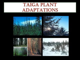 Taiga - Plant and Animal Adaptations 