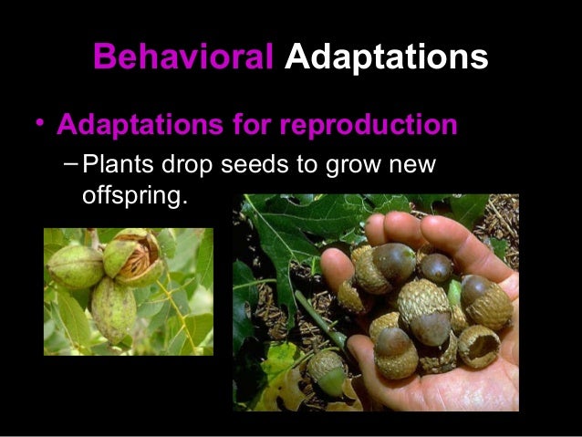 plant adaptations