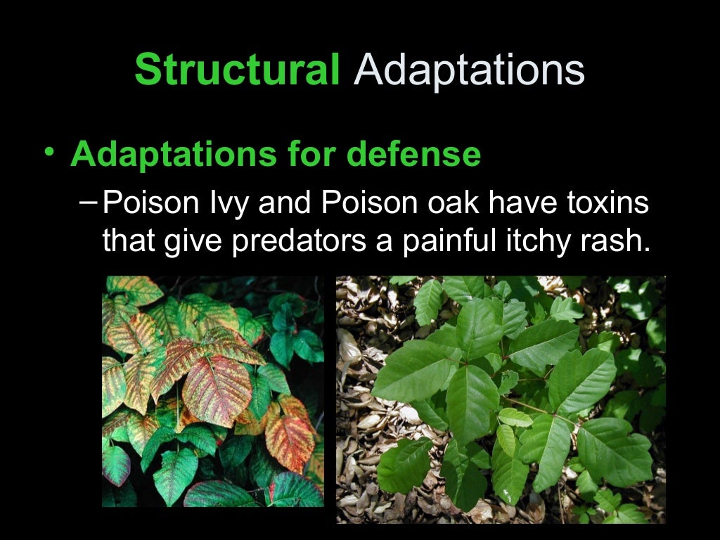 Plant adaptations