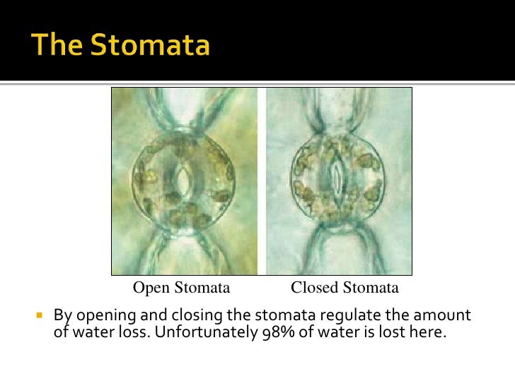 Plant adaptations (bd mod)