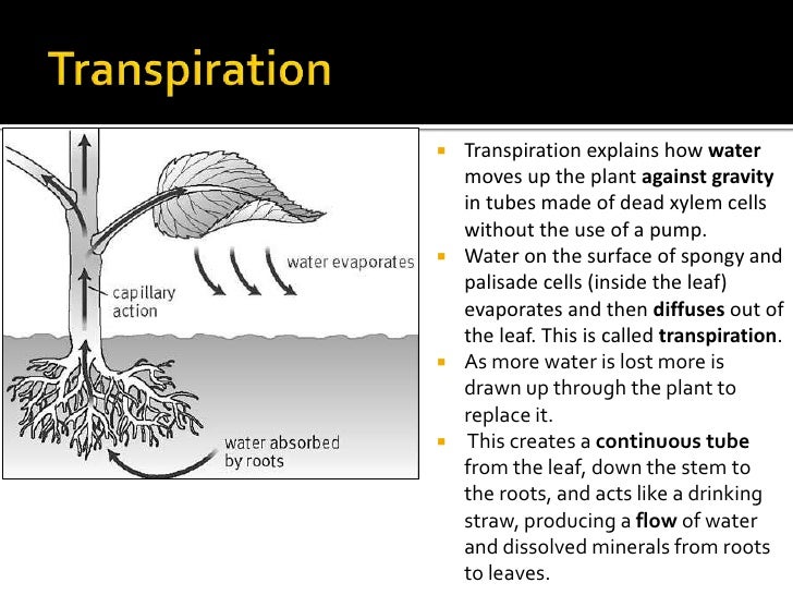 How does water move through a sponge zopacore