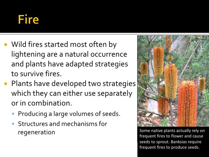 Plant adaptations (bd mod)