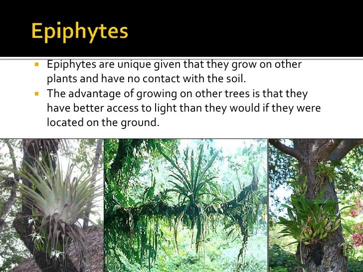 🎉 Plant adaptation to environment. Biology of Plants
