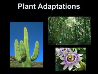 Plant Adaptations
 