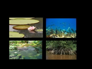 Plants adaptations presentation for kids