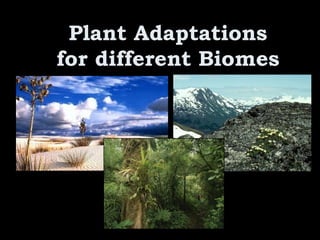 Plant Adaptations
for different Biomes
