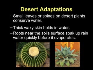 Desert Adaptations
–Small leaves or spines on desert plants
conserve water.
–Thick waxy skin holds in water.
–Roots near the soils surface soak up rain
water quickly before it evaporates.