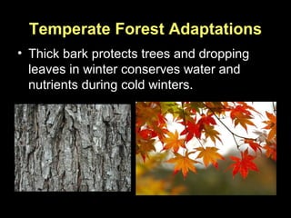 Temperate Forest Adaptations
• Thick bark protects trees and dropping
leaves in winter conserves water and
nutrients during cold winters.
