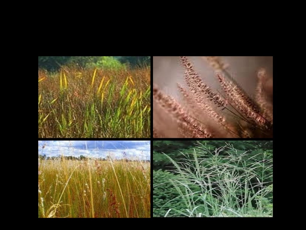 Plants adaptations presentation for kids