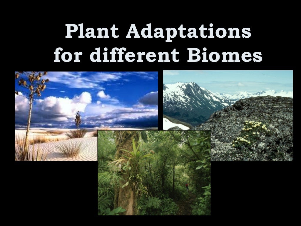 Plants adaptations presentation for kids
