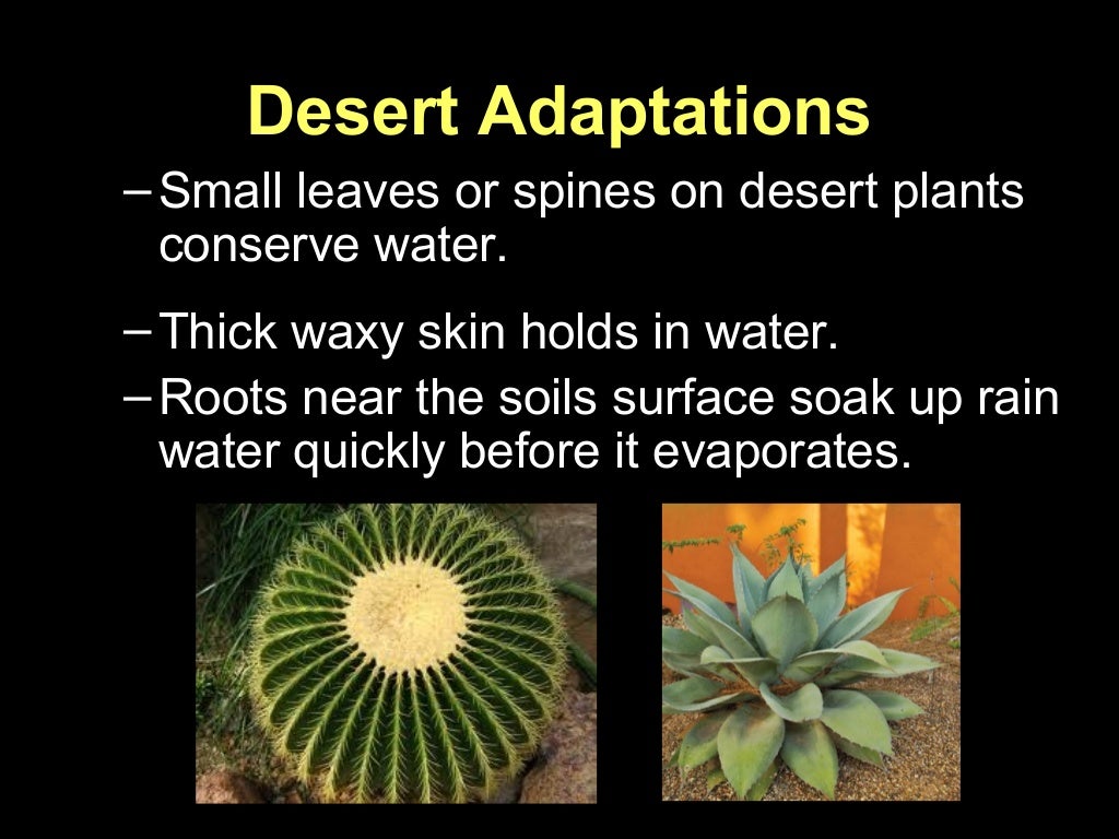Plants adaptations presentation for kids