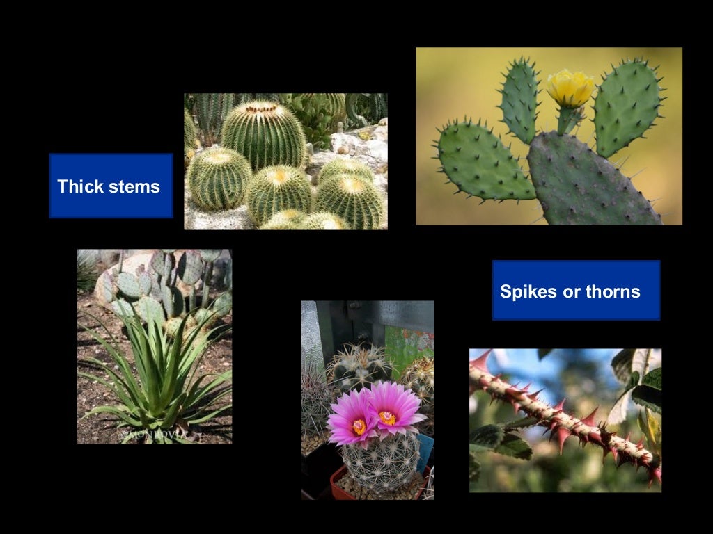 Plants adaptations presentation for kids
