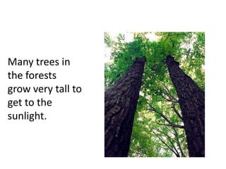 Many trees in
the forests
grow very tall to
get to the
sunlight.
 
