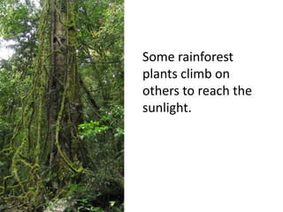 Some rainforest
plants climb on
others to reach the
sunlight.
 