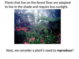 Plants that live on the forest floor are adapted
to live in the shade and require less sunlight.
Next, we consider a plant’s need to reproduce?
 