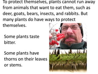 To protect themselves, plants cannot run away
from animals that want to eat them, such as
deer, goats, bears, insects, and rabbits. But
many plants do have ways to protect
themselves.
Some plants have
thorns on their leaves
or stems.
Some plants taste
bitter.
 