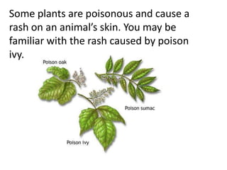 Some plants are poisonous and cause a
rash on an animal’s skin. You may be
familiar with the rash caused by poison
ivy.
 