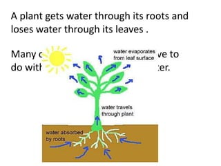 Many of a plant’s adaptations have to
do with getting and retaining water.
A plant gets water through its roots and
loses water through its leaves .
 