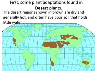 First, some plant adaptations found in
Desert plants.
The desert regions shown in brown are dry and
generally hot, and often have poor soil that holds
little water.
 