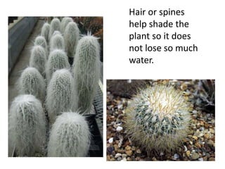 Hair or spines
help shade the
plant so it does
not lose so much
water.
 