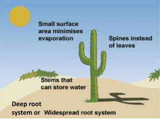 Deep root
system or
 