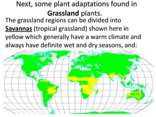 Next, some plant adaptations found in
Grassland plants.
The grassland regions can be divided into
Savannas (tropical grassland) shown here in
yellow which generally have a warm climate and
always have definite wet and dry seasons, and:
 