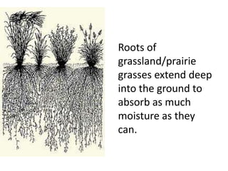 Roots of
grassland/prairie
grasses extend deep
into the ground to
absorb as much
moisture as they
can.
 