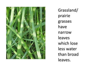 Grassland/
prairie
grasses
have
narrow
leaves
which lose
less water
than broad
leaves.
 