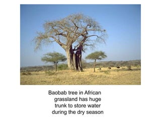 Baobab tree in African
grassland has huge
trunk to store water
during the dry season
 