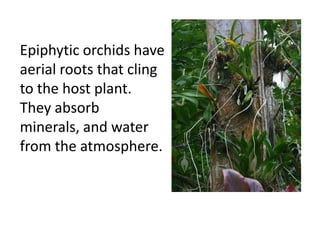 Epiphytic orchids have
aerial roots that cling
to the host plant.
They absorb
minerals, and water
from the atmosphere.
 