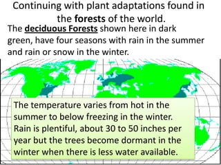 Continuing with plant adaptations found in
the forests of the world.
The deciduous Forests shown here in dark
green, have four seasons with rain in the summer
and rain or snow in the winter.
The temperature varies from hot in the
summer to below freezing in the winter.
Rain is plentiful, about 30 to 50 inches per
year but the trees become dormant in the
winter when there is less water available.
 