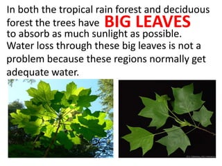 to absorb as much sunlight as possible.
In both the tropical rain forest and deciduous
forest the trees have BIG LEAVES
Water loss through these big leaves is not a
problem because these regions normally get
adequate water.
 