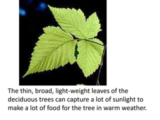 The thin, broad, light-weight leaves of the
deciduous trees can capture a lot of sunlight to
make a lot of food for the tree in warm weather.
 