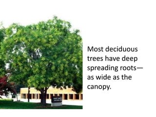 Most deciduous
trees have deep
spreading roots—
as wide as the
canopy.
 