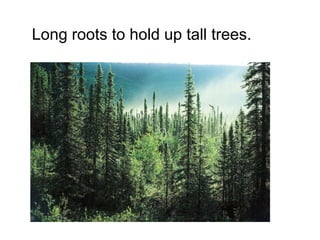 Long roots to hold up tall trees.
 