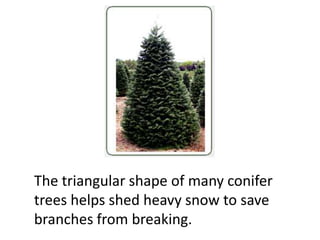 The triangular shape of many conifer
trees helps shed heavy snow to save
branches from breaking.
 