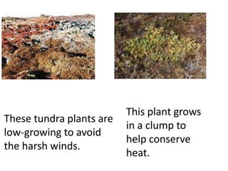 These tundra plants are
low-growing to avoid
the harsh winds.
This plant grows
in a clump to
help conserve
heat.
 